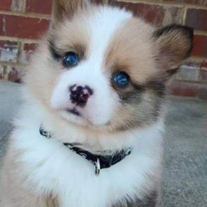 Meet your Posher, Isabella